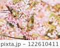河津桜の蜜を吸うメジロ 122610411
