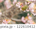 河津桜とメジロ 122610412