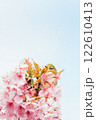 河津桜とメジロ 122610413