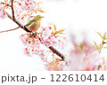 河津桜とメジロ 122610414
