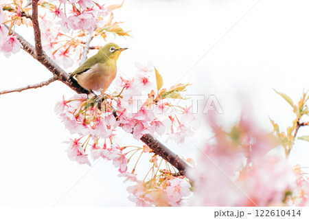 河津桜とメジロ 河津桜とメジロ 122610414