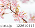 河津桜とメジロ 122610415