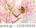 河津桜とメジロ 122610416