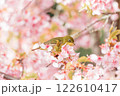 河津桜とメジロ 122610417