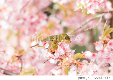 河津桜とメジロ 122610417