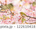 河津桜とメジロ 122610418