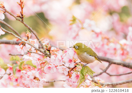 河津桜とメジロ 122610418
