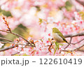 河津桜とメジロ 122610419