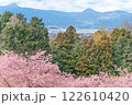 《おおいゆめの里》満開の河津桜・見下ろす街並み 122610420