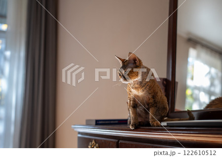Cat Devon rex sitting on treillage, looking with curiosity into room 122610512