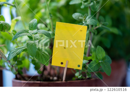 Fungus gnats stuck on yellow sticky trap closeup. Flypaper for Sciaridae insect pests at home garden 122610516