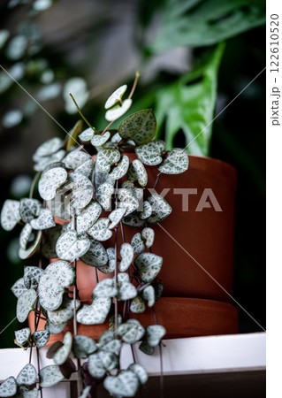 Ceropegia woodii houseplant with long heart shaped leaves in terracotta pot closeup Ceropegia woodii houseplant with long heart shaped leaves in terracotta pot closeup 122610520