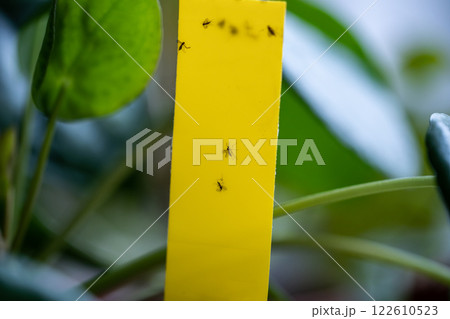 Fungus gnats stuck on yellow sticky trap closeup. Flypaper for Sciaridae insect pests at home garden 122610523