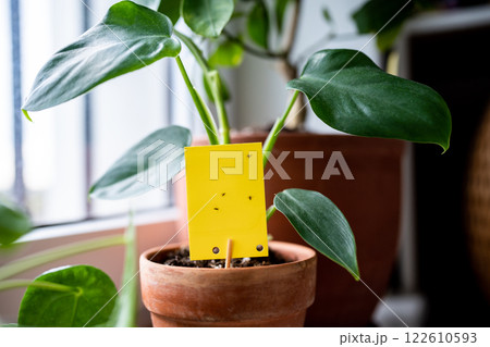 Fungus gnats stuck on yellow sticky trap closeup. Flypaper for Sciaridae. Insect pest control. Fungus gnats stuck on yellow sticky trap closeup. Flypaper for Sciaridae. Insect pest control. 122610593