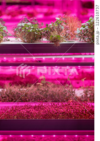 Full spectrum LED grow lights for Nasturtium. Hydroponics and modern methods of growing microgreens Full spectrum LED grow lights for Nasturtium. Hydroponics and modern methods of growing microgreens 122610737