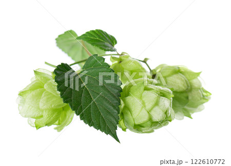 Fresh green hops branch, isolated on a white background. Hop cones with leaf. Organic Hop Flowers. Clipping path. 122610772