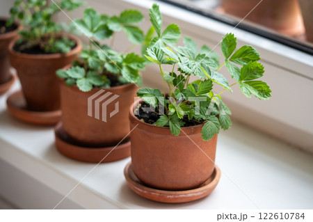 Small Strawberry Fragaria seedlings in clay pots on windowsill at home, soft focus. Indoor gardening Small Strawberry Fragaria seedlings in clay pots on windowsill at home, soft focus. Indoor gardening 122610784