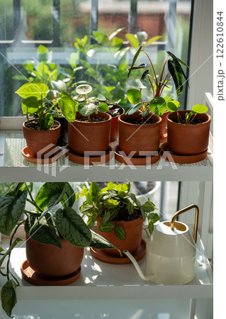 Sprouts potted plant on cart at home. Houseplants - Pilea peperomioides, Alocasia Bambino, Anthurium 122610844