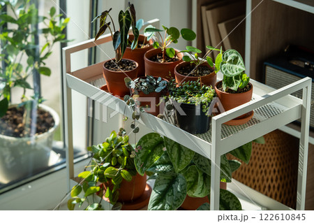 Sprouts potted plant on cart at home. Houseplants - Pilea peperomioides, Alocasia Bambino, Anthurium 122610845