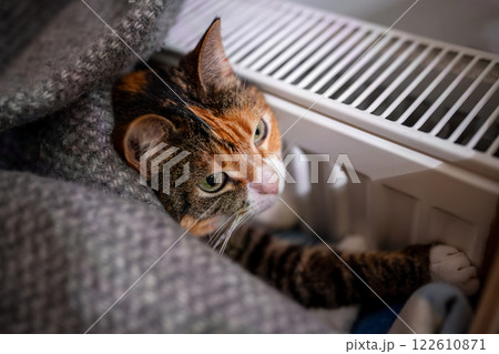Cat warming its paws, lying by heating radiator, pet covered with woolen plaid basks at radiator Cat warming its paws, lying by heating radiator, pet covered with woolen plaid basks at radiator 122610871