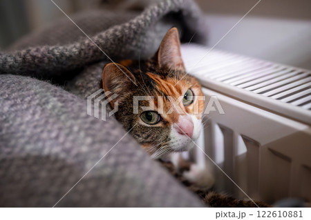 Cat lying by heating radiator, pet covered with woolen plaid basks at warm radiator at home 122610881