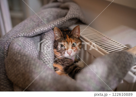 Cat lying by heating radiator, pet covered with woolen plaid basks at warm radiator at home 122610889