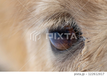 Close-up camel eye. 122612817