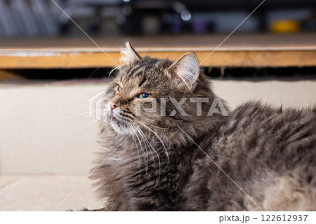 An adorable fluffy cat is peacefully relaxing comfortably on the floor in a cozy home setting An adorable fluffy cat is peacefully relaxing comfortably on the floor in a cozy home setting 122612937
