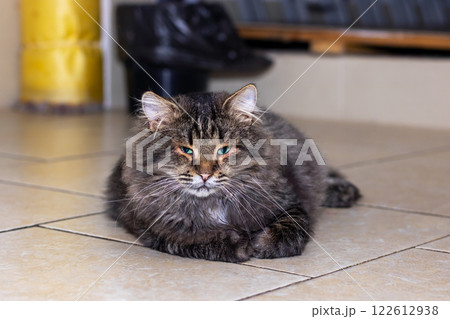A beautiful cat with striking green eyes is laying comfortably on a tiled floor A beautiful cat with striking green eyes is laying comfortably on a tiled floor 122612938