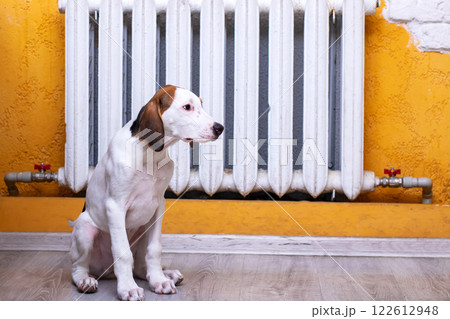 A brown and white dog is comfortably sitting in front of a christmas tree 122612948