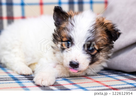 A small brown and white puppy is comfortably laying on a plaid blanket A small brown and white puppy is comfortably laying on a plaid blanket 122612954