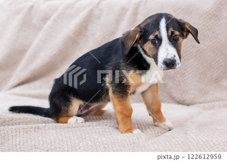 There is a brown and white puppy sitting contentedly on a couch There is a brown and white puppy sitting contentedly on a couch 122612959