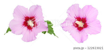 Pink hibiscus flower isolated on white background 122613021