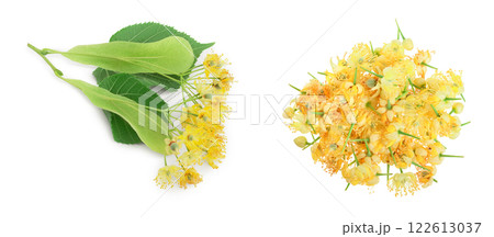 Linden flowers with leaf isolated on white background 122613037