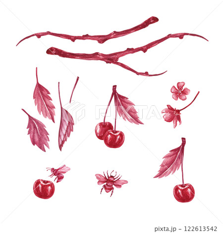 A branch of ripe cherries with bloom. Illustration of red monochrome watercolor isolated from the background. Hand drawn composition of branch with berries and insects for packaging of liqueur, jam 122613542