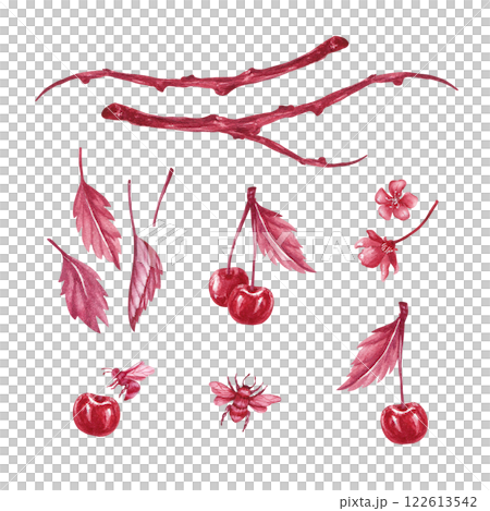 A branch of ripe cherries with bloom. Illustration of red monochrome watercolor isolated from the background. Hand drawn composition of branch with berries and insects for packaging of liqueur, jam 122613542