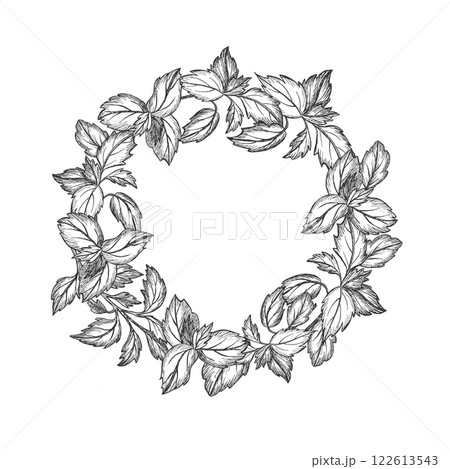 Wreath of sprig of Basil leaves. Vector illustration. Graphic style. Healthy food. Greenery. Hand drawn isolated sketch on white. For design, packaging spices, greengrocery, kitchen textile, logo Wreath of sprig of Basil leaves. Vector illustration. Graphic style. Healthy food. Greenery. Hand drawn isolated sketch on white. For design, packaging spices, greengrocery, kitchen textile, logo 122613543