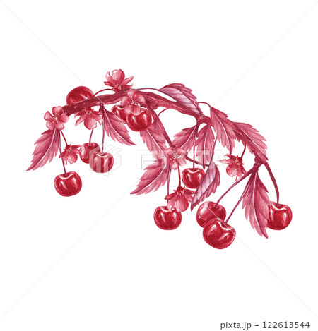 Curved branch with cherry and leaves. Red monochrome watercolor illustration. Isolated from the background. Hand drawn composition of berries, leaves, twig for packaging jam, tincture, juice, liqueur 122613544