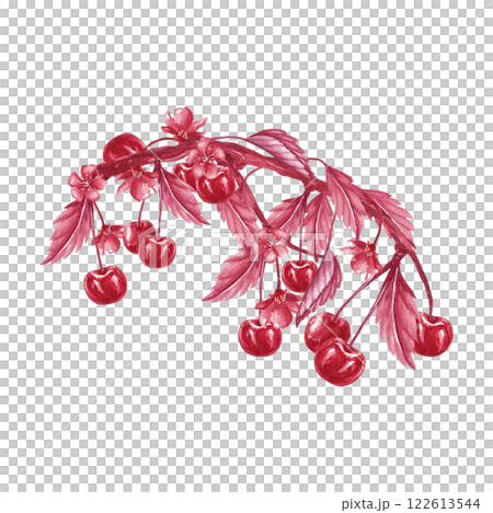 Curved branch with cherry and leaves. Red monochrome watercolor illustration. Isolated from the background. Hand drawn composition of berries, leaves, twig for packaging jam, tincture, juice, liqueur 122613544