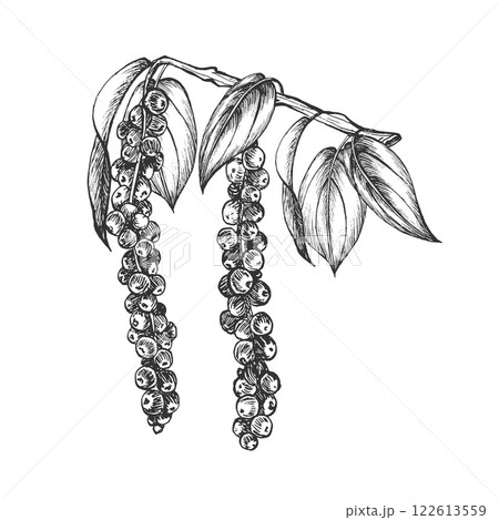 Twig with growing black peppercorns and leaves. Vector. Graphic illustration. Isolated on white background. Spicy condiment and seasoning. Hand drawn sketch. Use for menu, recipes, packaging, logo 122613559
