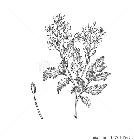 Mustard plant blooming. Graphic illustration. Vector. Hand drawn ink sketch illustration. Perfect for packaging seasoning, menu, cookbook design, summer compositions 122613567