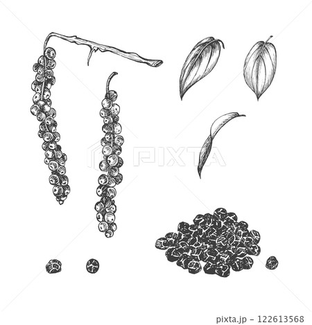 Pile of black pepper. Sprig with sweet peas with isolated leaves. Plants with peppercorns. Graphic illustration. Vector. Condiment and seasoning. Hand drawn sketch. Perfect for menu, packaging, logo Pile of black pepper. Sprig with sweet peas with isolated leaves. Plants with peppercorns. Graphic illustration. Vector. Condiment and seasoning. Hand drawn sketch. Perfect for menu, packaging, logo 122613568