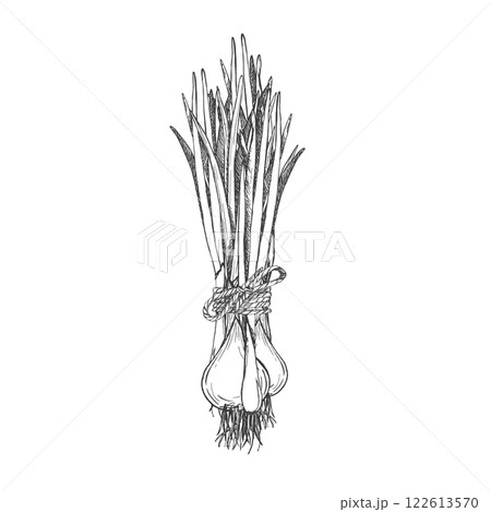 Bunch of green onions tied with rope. Bunch of greenery. Vector graphic illustration on white background. Onion feathers. Hand drawn sketch. Perfect for menu, packaging vegetables and spices 122613570