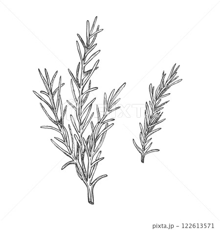 Sprig of rosemary. Graphic illustration. Isolated vector. Condiment and seasoning. Hand drawn ink sketch. Herb for Italian cuisine and menu, packaging pizza, herbal medicine. Fragrant ingredient 122613571