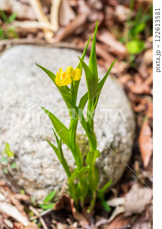 キンラン《絶滅危惧II類 》 122613581