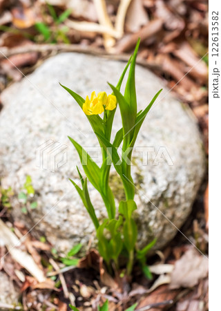 キンラン《絶滅危惧II類 》 キンラン《絶滅危惧II類 》 122613582