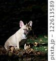 An adorable bulldog sits among fallen autumn leaves in sunny weather, with leaves falling on his head. 122613589
