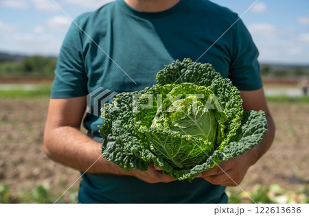A gardener holds a head of fresh Savoy cabbage on his farm 122613636