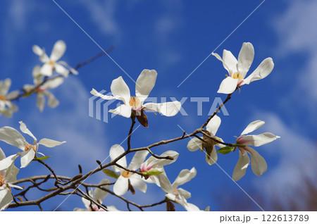 早春の花 「コブシ」 122613789