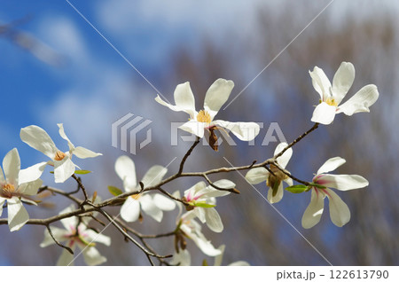 早春の花 「コブシ」 早春の花 「コブシ」 122613790